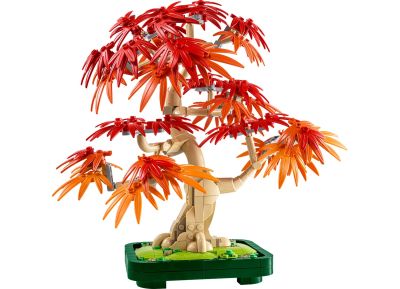 Japanese Red Maple Bonsai Tree
